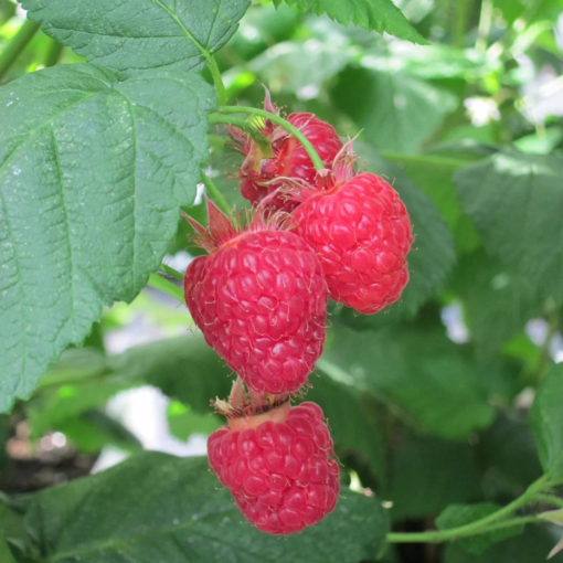 Rubus idaeus Algonquin -Bringebær 17 cm