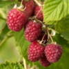 Rubus idaeus Summer Chef - Bringebær 17 cm