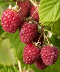 Rubus idaeus Summer Chef - Bringebær 17 cm