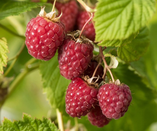 Rubus idaeus Summer Chef - Bringebær 17 cm