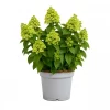 Hydrangea paniculata - Syrinhortensia 19 cm