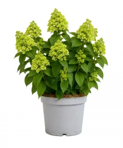 Hydrangea paniculata - Syrinhortensia 19 cm
