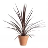 Cordyline Australis 'Red Star' - Australskdrakelilje rød 17 cm