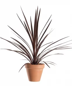 Cordyline Australis 'Red Star' - Australskdrakelilje rød 17 cm