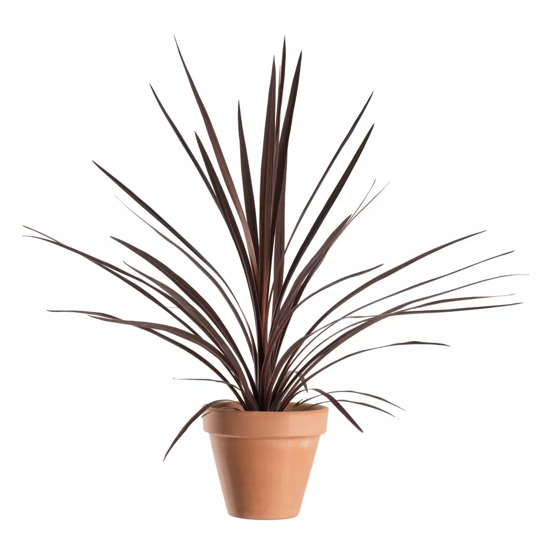 Cordyline Australis 'Red Star' - Australskdrakelilje rød 17 cm