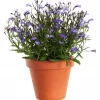 Lobelia 9 cm kant