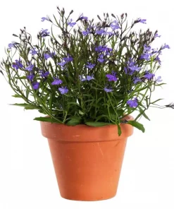 Lobelia 9 cm kant