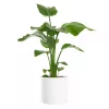 Strelitzia Nicolai/Reginae - Paradisfuglblomst 19 cm