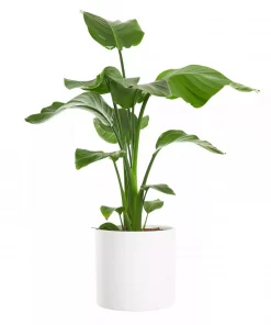 Strelitzia Nicolai/Reginae - Paradisfuglblomst 19 cm