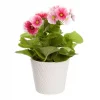 Primula Obconica 12 cm