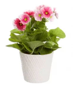 Primula Obconica 12 cm