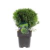 Thuja 'Danica' - Kulethuja 19 cm