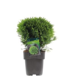 Thuja 'Danica' - Kulethuja 19 cm