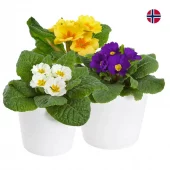 Primula 11 cm