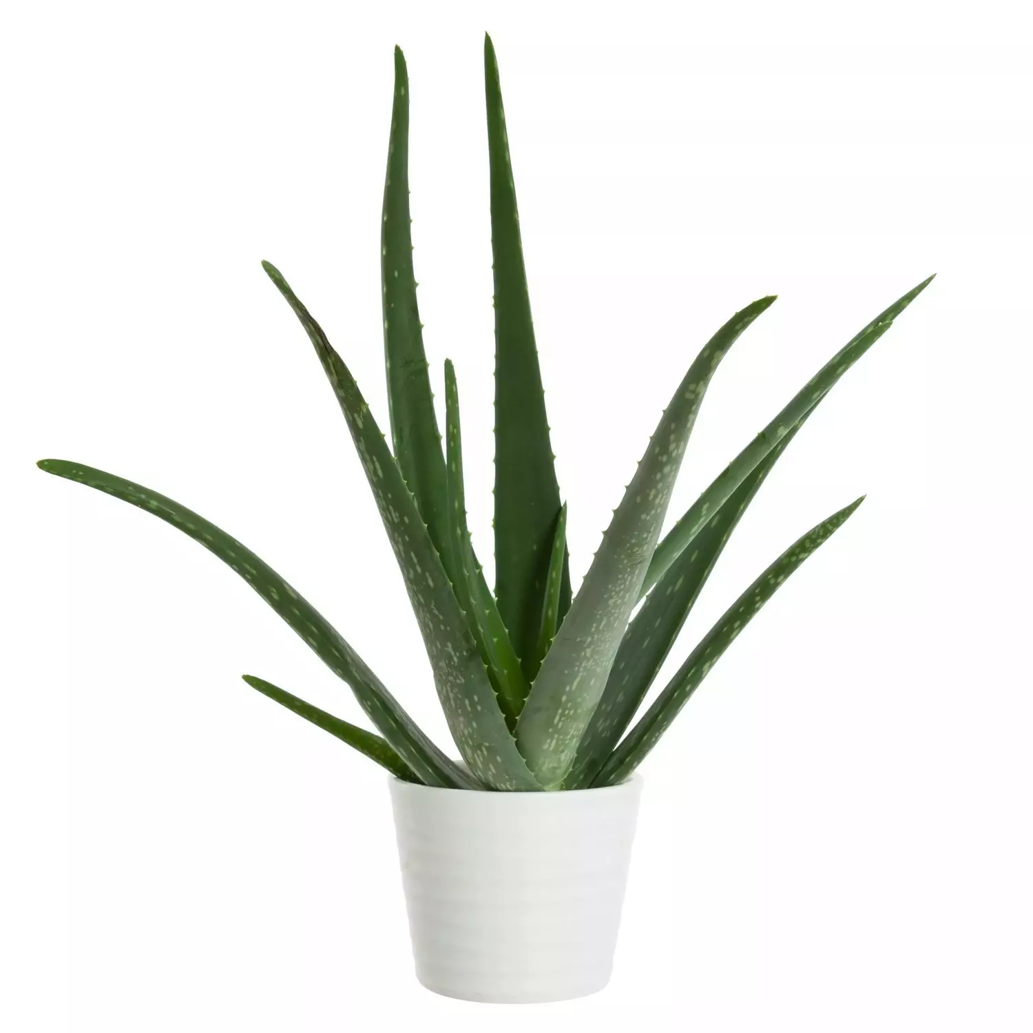 Aloe Vera 19 cm