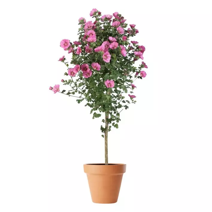 Anisodontea Elegance Princess stam 19 cm