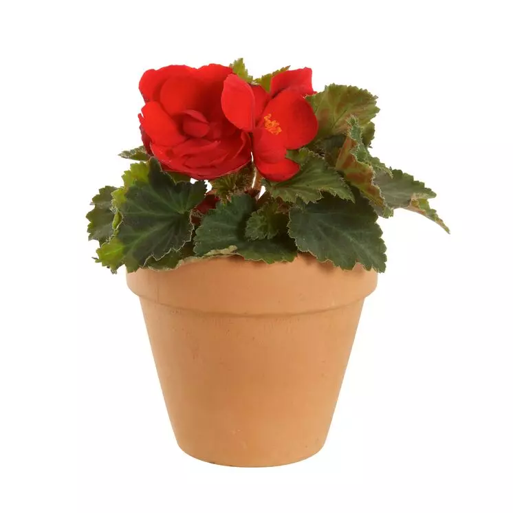Begonia x tuberhybrida - Knollbegonia 12 cm