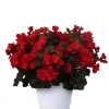 Betulia 19 cm