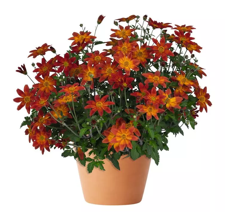 Bidens 12 cm