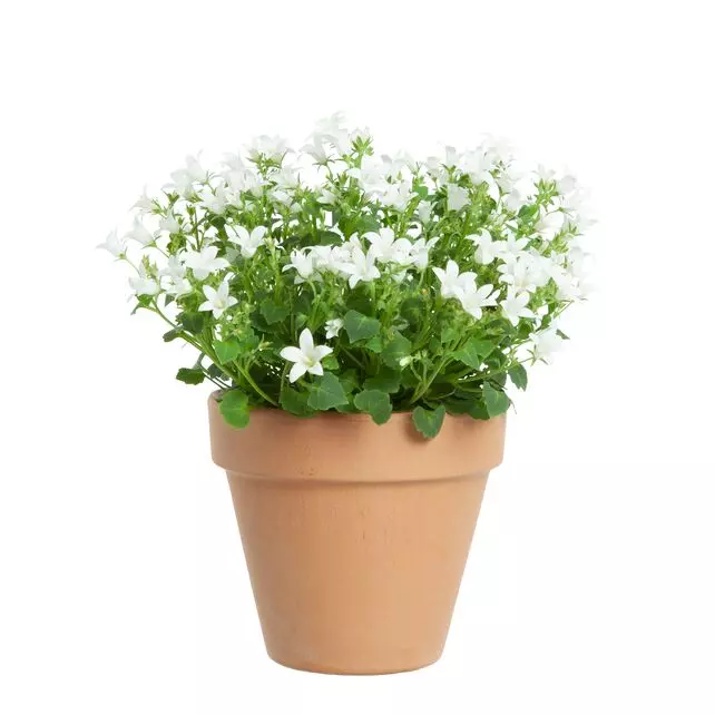 Campanula 'Get Mee' hvit 11 cm
