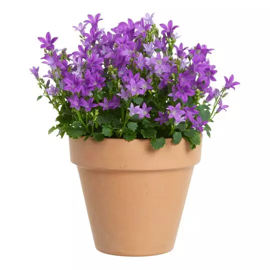 Campanula 'Get Mee' blå 11 cm