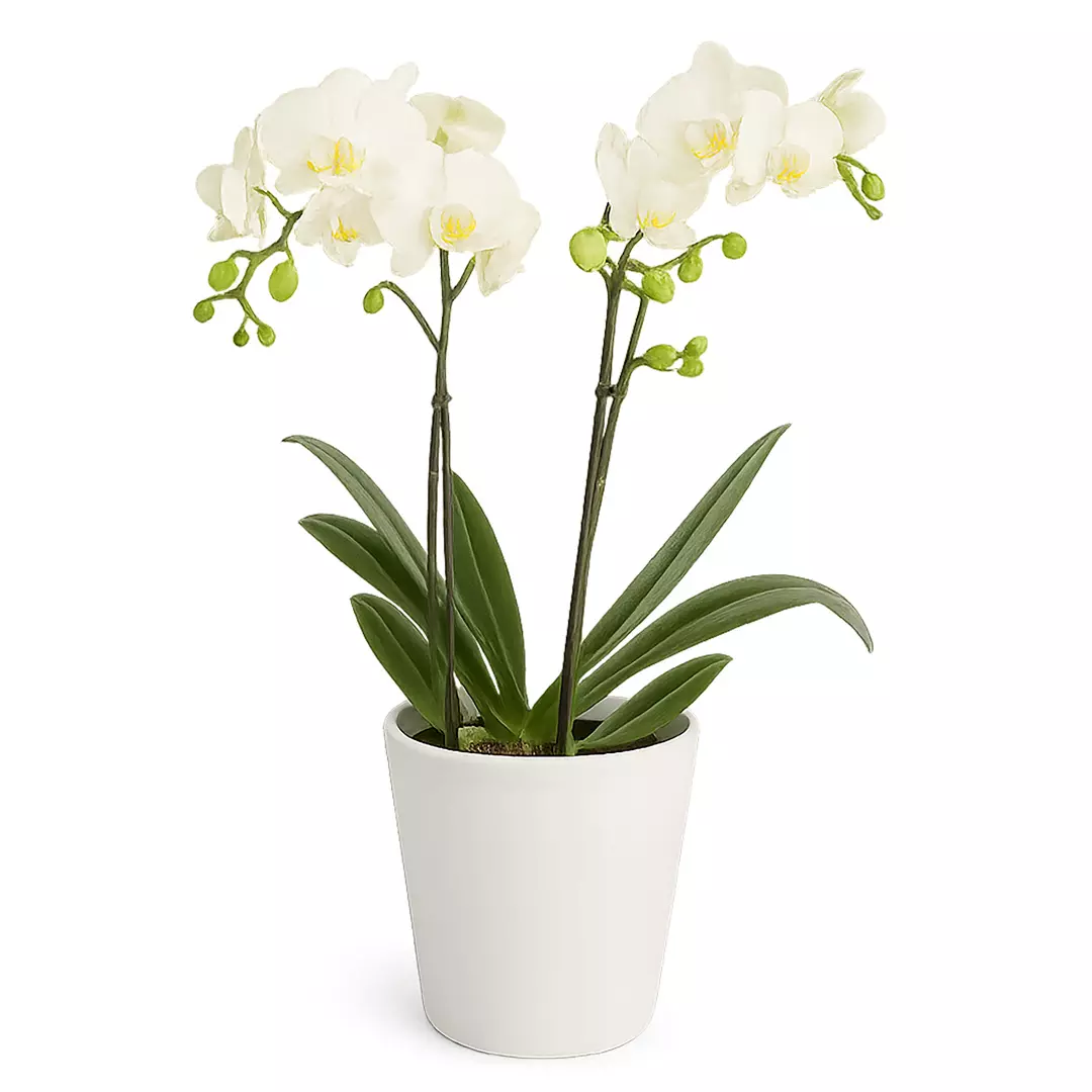Phalaenopsis - Orkide 12 cm 2 grenet