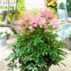 Astilbe - Japanspir 26 cm