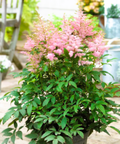 Astilbe - Japanspir 26 cm