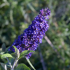 Buddleia Black Knight - Sommerfuglbusk 19 cm