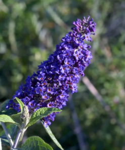 Buddleia Black Knight - Sommerfuglbusk 19 cm