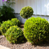 Buxus Sempervirens - Europabuksbom 19 cm Ø20