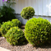 Buxus Sempervirens - Europabuksbom 26 cm Ø35