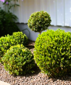 Buxus Sempervirens - Europabuksbom 26 cm Ø35