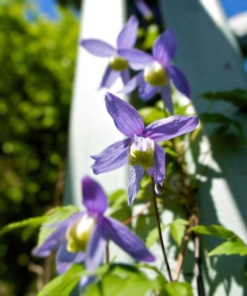 Clematis Alpina - Alpeklematis 15 cm