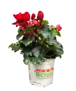 Betulia 12 cm