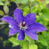 Clematis Jackmannii 15 cm