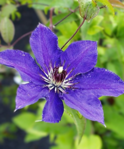 Clematis Jackmannii 15 cm