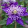 Clematis Multi Blue 15 cm