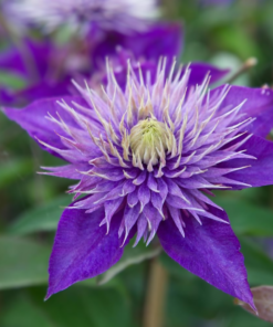 Clematis Multi Blue 15 cm