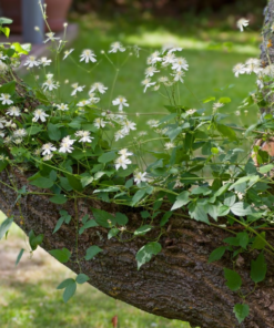 Clematis Paul Farges (Summersnow) 15 cm