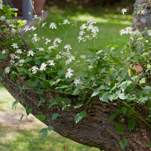 Clematis Paul Farges (Summersnow) 15 cm