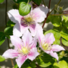 Clematis Piilu 15 cm