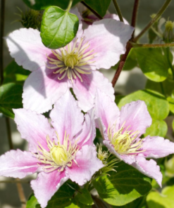 Clematis Piilu 15 cm