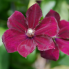 Clematis Rouge Cardinal 15 cm