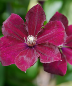 Clematis Rouge Cardinal 15 cm