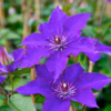 Clematis The President 15 cm