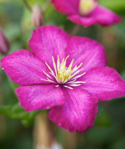 Clematis Ville de Lyon 15 cm