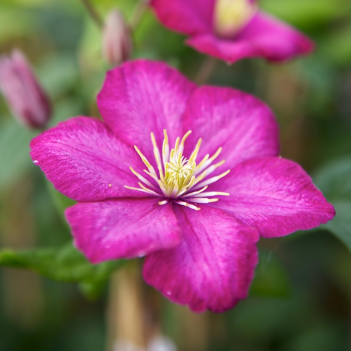 Clematis Ville de Lyon 15 cm