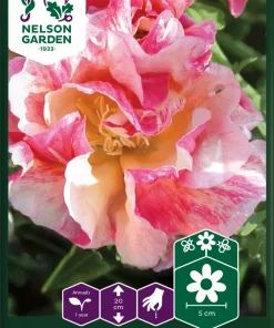 Kaliforniavalmue, Rosa Romantica