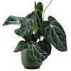 Anthurium Chrystallinum - Fløyels Flamingoblomst 19 cm